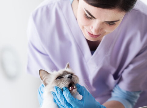 Cat Dental Exam