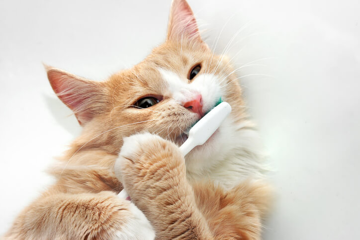 Cat Teeth Cleanings