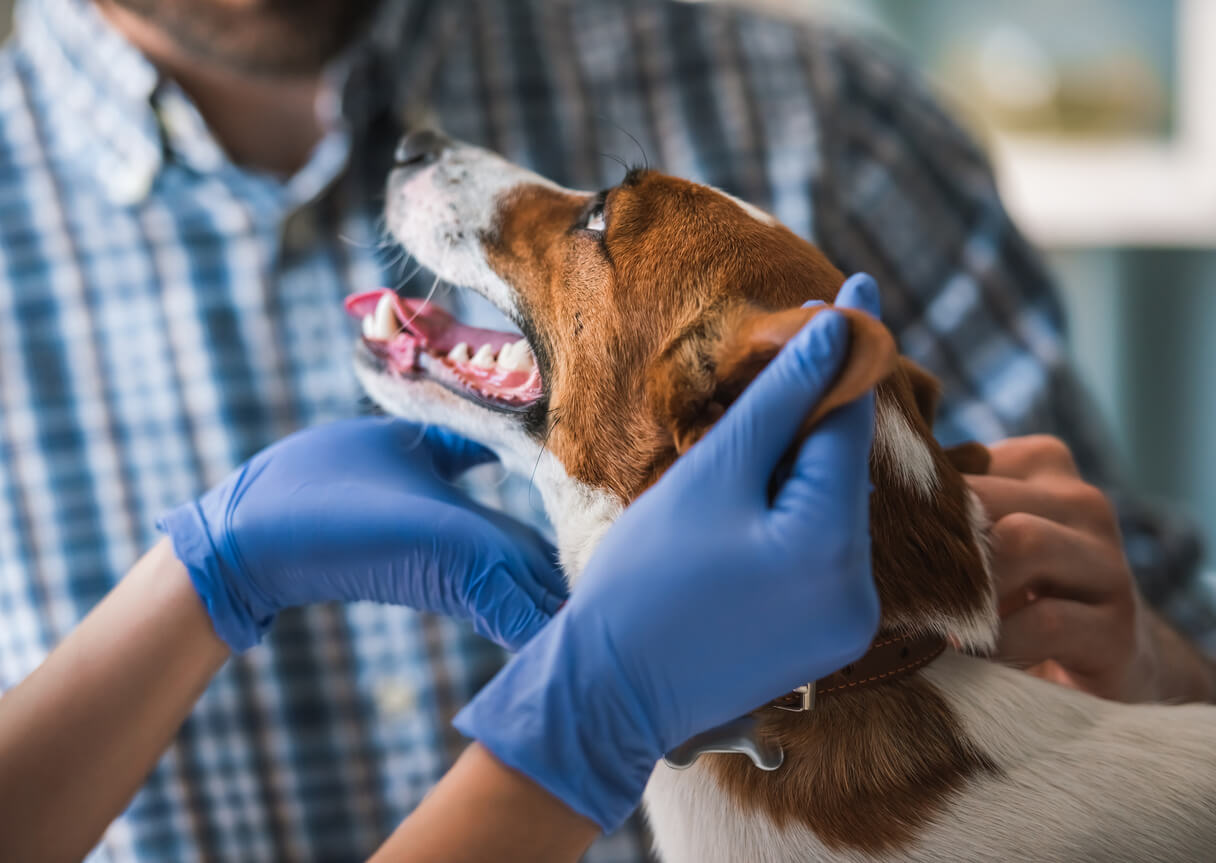 Dog Teeth Cleaning