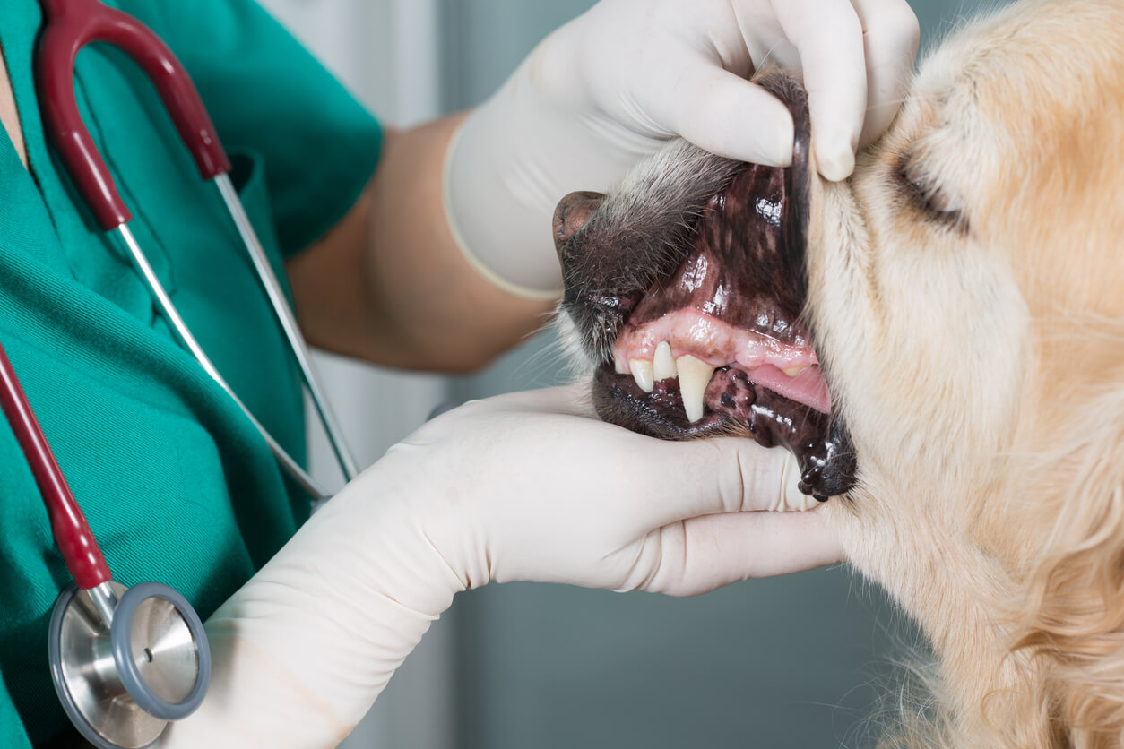 Dog Tooth Exam 
